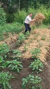 328K views · 2.2K reactions | Thailand's Clever Use of Rice Straw for Pepper Farming #Thailand #RiceStraw #PepperFarming #SustainableAgriculture #InnovativeFarming | Daily Dose of Facts | Facebook