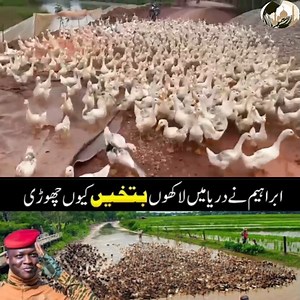 343K views · 10K reactions | इब्राहिम तरौरी ने लाखों बतखों को क्यों छोड़ा है रेगिस्तान में | Newshunt Himachal | Facebook