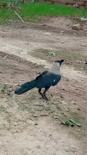 Explore Enchanting Crow Bird Sounds