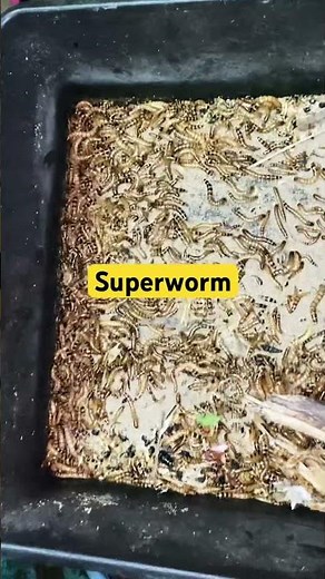 Superworm