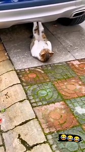 Ya no seré su gato gordo | Pequeño Juan