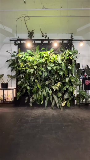 1.5K views · 24 reactions | Welcome back to another episode of The Plant Report! 栗‍♀️Today we’re talking about one of the most debated duos: Amazonica vs Polly 勺 Which cultivar is your favorite? #alocasia #amazonica #polly #alocasiaamazonica #alocasiapolly #pinkplantlover #houseplantclub #aroidsofinstagram #pink #pinkplant #plantsmakepeoplehappy | Rare Plant Fairy | Facebook