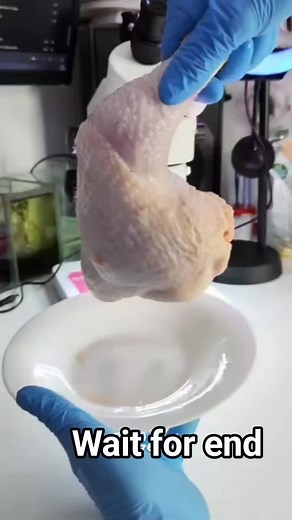 Exploring Chicken Bacteria Under a Microscope