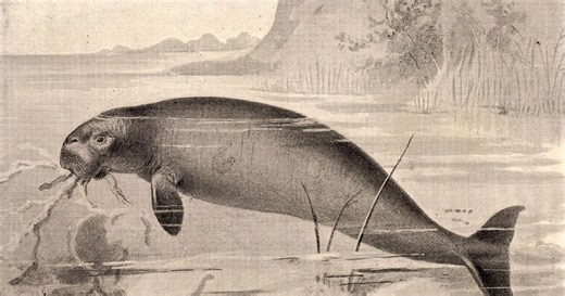 A sixth mass extinction is not looming, study argues. But there’s still cause for concern