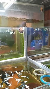 27K views · 863 reactions | Inbreeding #guppy #guppyfish #guppybreeder #fish #inbreeding #GUPPYLINE #guppytank #guppynest | Guppy'Nest | Facebook