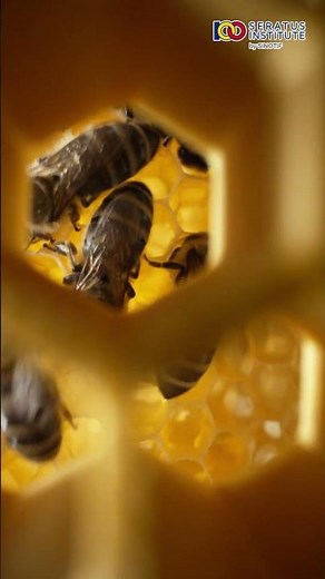 Scientific Reason Why Beehives Are Always Hexagonal? #bees #Beehives #viral #shorts
