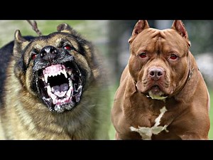 20 DEADLIEST Dog Breeds You Should Know About