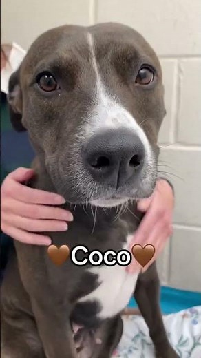 Adopt BC SPCA