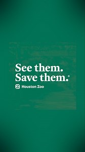 30 reactions | Meet the newest member of our Masai giraffe herd, Tino! You can spot him in his habitat inside of African Forest. | Houston Zoo | Facebook