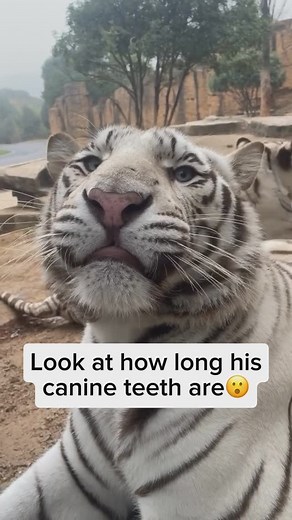 Beyond the Wildlife | White tigers are a rare color variant of Bengal tigers, known for their striking white fur with black stripes, caused by a recessive gene.... | Instagram