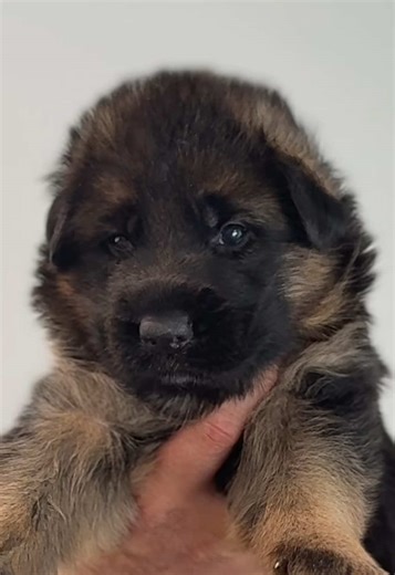 Daily Cleaning Routine of Whelping Box for Puppies