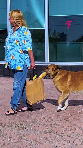 Un chien intelligent prend soin de son maître. #FabiosaKindness #Fabiosa #gentillesse #dévotiondechien #amoureuxdeschiens | Fabiosa France