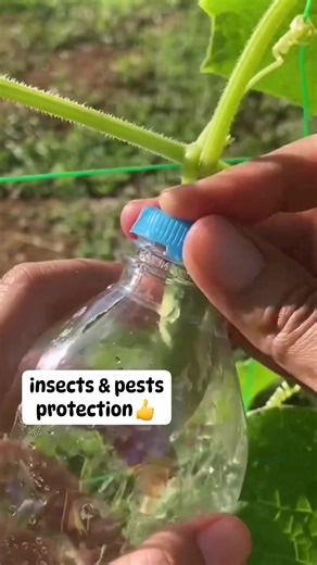 19K views · 94 reactions | DIY insects and pests protection using plastic bottle #protection #insects #gardening #gardeningtips #fblifestyle #sustainableliving #plantgrowth #fypviralシ #foryouシ #fypシ #cucumber #foodpreparation #coaching #trendingnow #everyonefollowers | Canaan All in One Fertilizer Original Direct Supplier | Facebook