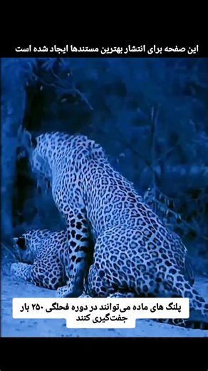 ‎حیات وحش Diamond Documentary | wildlife‎ on Instagram‎: "در حیات‌وحش، آلت تناسلی گربه‌سانان نر با خارهای ریز پوشیده شده است که باعث تحریک تخمک‌گذاری در ماده می‌شود. برای محافظت از خود در برابر دردِ ناشی از خروج، نر فک‌هایش را دور گردن ماده قفل می‌کند. پس از جفت‌گیری کوتاه اما تند، با جهشی سریع خود را به محل امن می‌رساند. ماده‌ای که در فحلگی قرار دارد می‌تواند تنها در عرض چند روز تا ۲۵۰ بار جفت‌گیری را تحمل کند—تقریباً هر ۱۵ دقیقه یک‌بار—تا شانس موفقیت در تولیدمثل افزایش یابد. حتی پلنگ‌های قدرتم