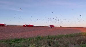 9K views · 237 reactions | Culinary maestros over at Rick's Fish 'N' Chips & Seafood House not only dishing out the freshest fish & chips, but also served up this mesmerizing snapshot of harvest season from their backyard!凜 From seagulls in flight to tractors slowly moving through the field, it's a beautiful snippet of life on the farm.  | Prince Edward Island Potatoes | Facebook