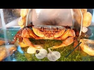 Crab Claw Challenge: Garlic and Pencil