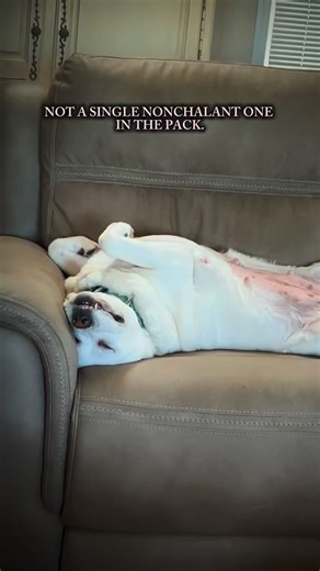 We have quite the pack over here. Just having some Friday fun with my Labs! Hope you had a wonderful Thanksgiving. Be blessed! #whitelabrador #genxwomen #funnydogs #englishlab #loyallabradors | Loyal Labradors LLC