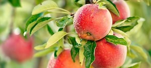 How to Plant Fruit Trees | DoItYourself.com