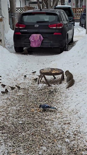 Blue jay blesses us with brief visit. #short #bluejay #squirrel