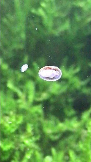 The ultimate aquarium algae eater.