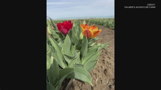 The Inland Northwest is getting its own Tulip Fest in Moses Lake