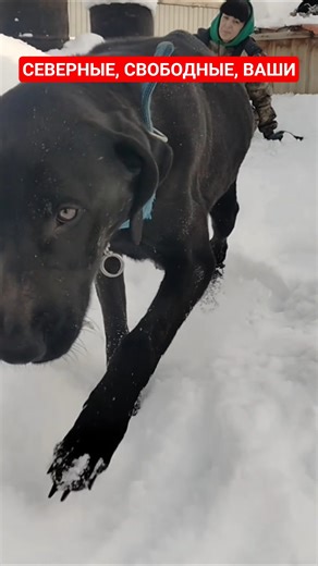 #помощьбездомным #собака