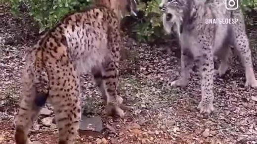 Δύο Ιβηριανοί λύγκες σε μια ασυνήθιστη μονομαχία