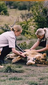 3.6K views · 77 reactions | Lions cubs crying for help his mother lionesses 凉 #lioness #short #lionking #wildlife #wildanimals | dangerous lion | Facebook