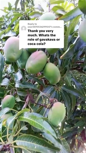 Easy Mango Air Layering Techniques