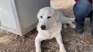 108K views · 2.4K reactions | Keine Familie? Leider nein Dino!...