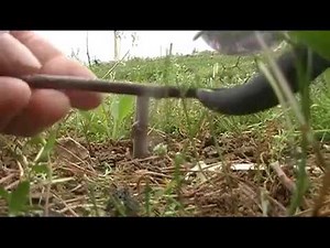 Cleft Grafting M111 Rootstocks