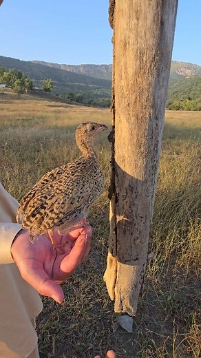 Termites Time for Hungry Partridge #AmericanBirds #WildBirdsUSA #BirdWatchingUSA | Birds Lover