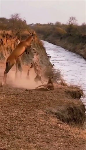 Antelope vs Two Cheetahs Near Cliff | Brutal Wildlife Fight Ends in River Fall