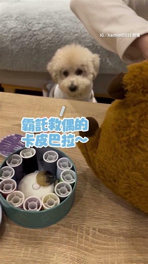 【霸託救救它～】狗狗把卡皮巴拉娃娃咬壞惹..心急求助媽媽醫治 ｜#寵物雲 #shorts