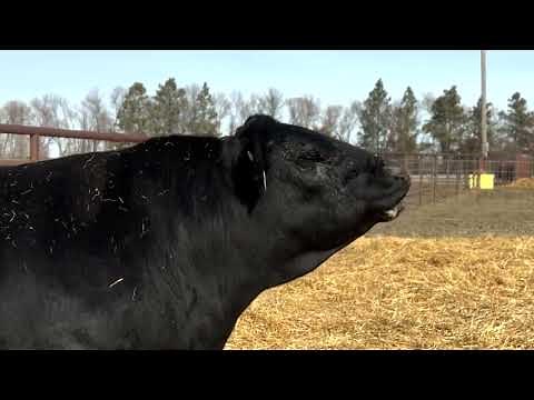 STgenetics® Beef at Schaff Angus Valley