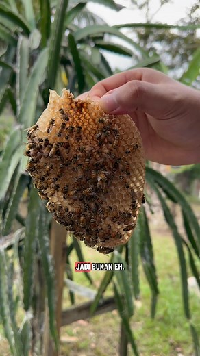 Lebah pun pandai engineering. lebah boleh menghasilkan bentuk sarang yang berbeza bergantung kepada aliran udara dalam hive. | OLD BEE