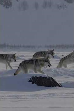 Wolves on the Move in the Arctic
