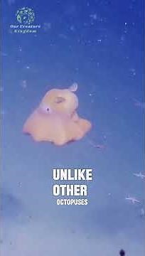 Dumbo Octopus 🐙 | Deep Sea’s Cutest Creature