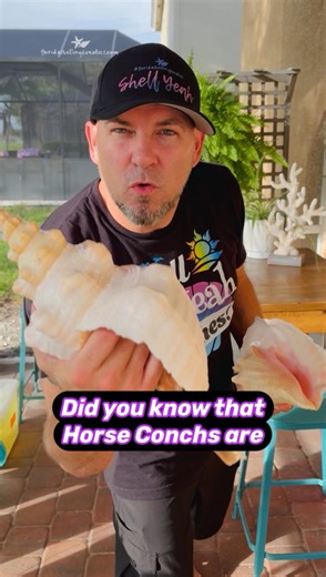 Did you know? 💭 The Horse Conch (Florida’s State Shell) is more than just beautiful—it’s a carnivorous predator! 🐚 They feed on other mollusks, which means if you find a live one, you may also find lots of empty shells in the area.👉 Follow along for more Florida shelling tips, shell facts, and epic finds! #horseconch #floridashellingfanatics #shellingtips #shelling 🎧 Beats by JB2 | Florida Shelling Fanatics