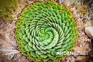 Spiral Aloe Guide: How to Grow & Care for "Aloe Polyphylla"