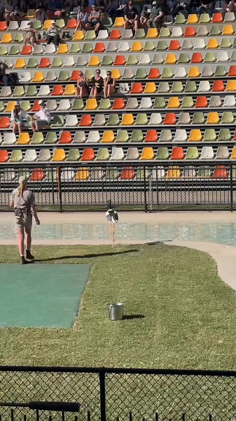 Experience the Crocoseum at Australia Zoo