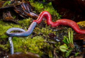 Kinabalu Giant Red Leech