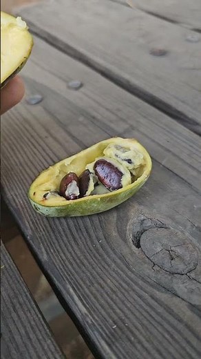 Tips for Growing PawPaw from Seeds