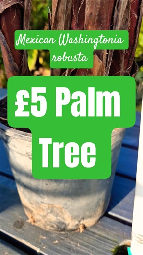 My £5 Palm Tree Purchase Mexican Washingtonia robusta Palm #palm #shorts #garden