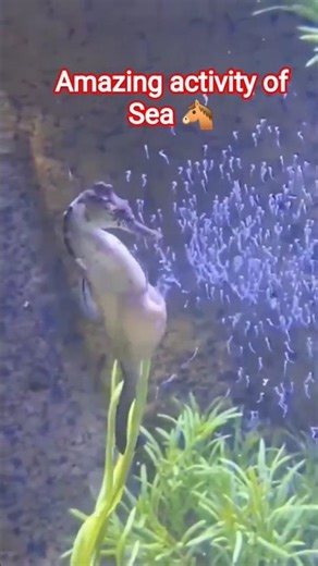 amazing feature of sea horse Let's watch every body😘😘#facts #animal