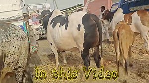 77K views · 3.3K reactions | ‎‎منڈی میں کیسا مال آیا؟‎ Part 2‎ | Multan Cow Mandi | Facebook