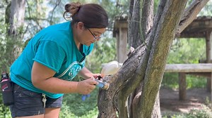 35K views · 393 reactions | Happy #InternationalTigerDay! Our carnivore keepers treated Hobbes to some surprise enrichment which she seemed to enjoy. Tigers are the largest cats in the world and can weigh up to 500 lbs. These beautiful cats are facing extinction in the wild due to habitat loss, hunting, and wildlife trafficking. #GPZoo #tiger #endangeredspecies | Gladys Porter Zoo | Facebook