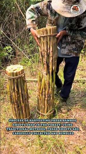 Traditional Bamboo Shoot Harvesting | Amazing Forest Skills | Incredible Way to Harvest Bamboo Shoot