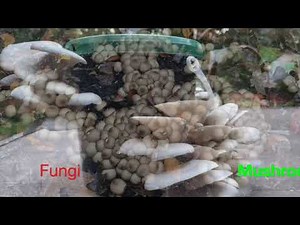 Lesson 1: Identifying some common fungi