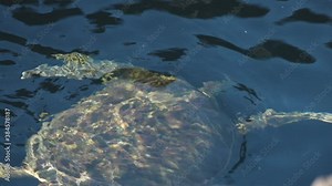 Green Sea Turtle Swimming Underwater Taking a Breath in Clear Tide Pool of Puerto Egas, Santiago Island, Galapagos